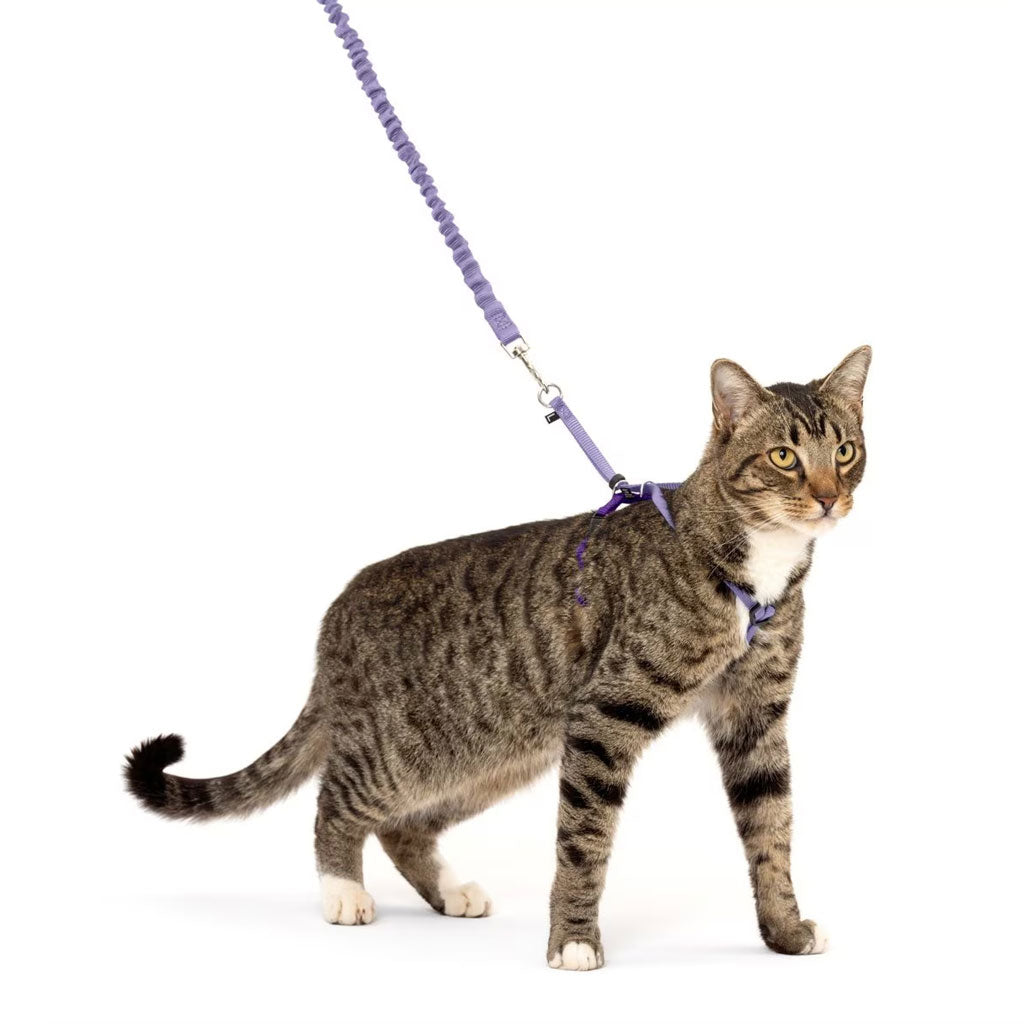 PetSafe Come with Me Kitty Nylon Harness & Bungee Leash for Cats, Lilac/Deep Purple