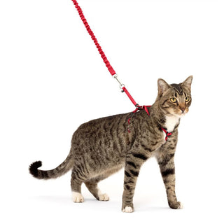 PetSafe Come with Me Kitty Nylon Harness & Bungee Leash for Cats, Red/Cranberry