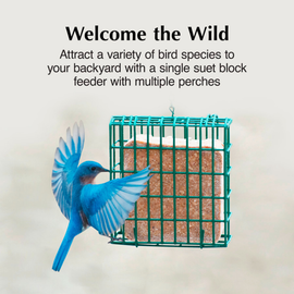 C&S EZ Fill Suet Basket Wild Bird Feeder - Bird Food 2