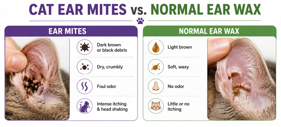 cat ear mites vs normal ear was