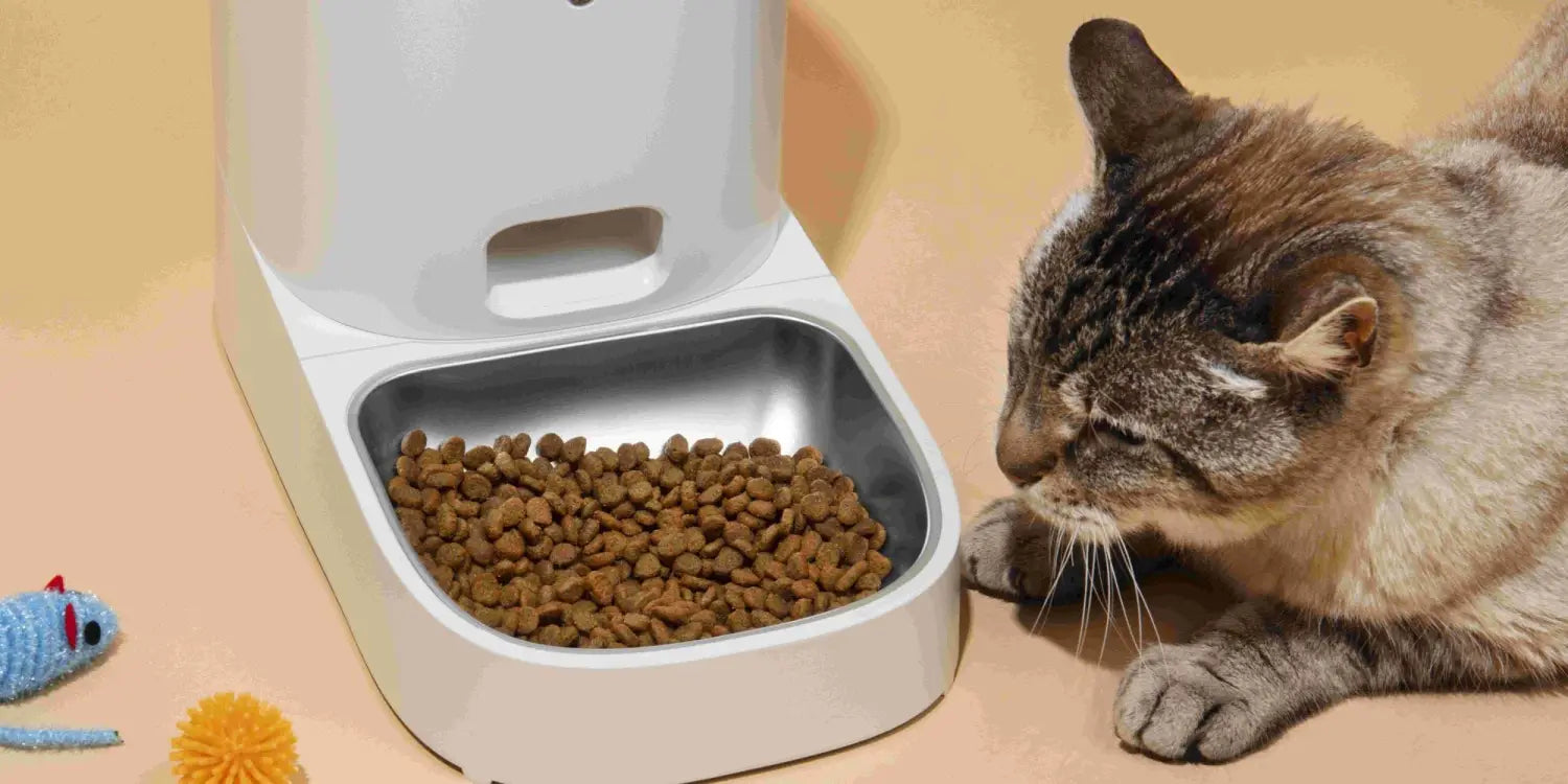 The Only Cat Care Guide for First-Time Cat Parents