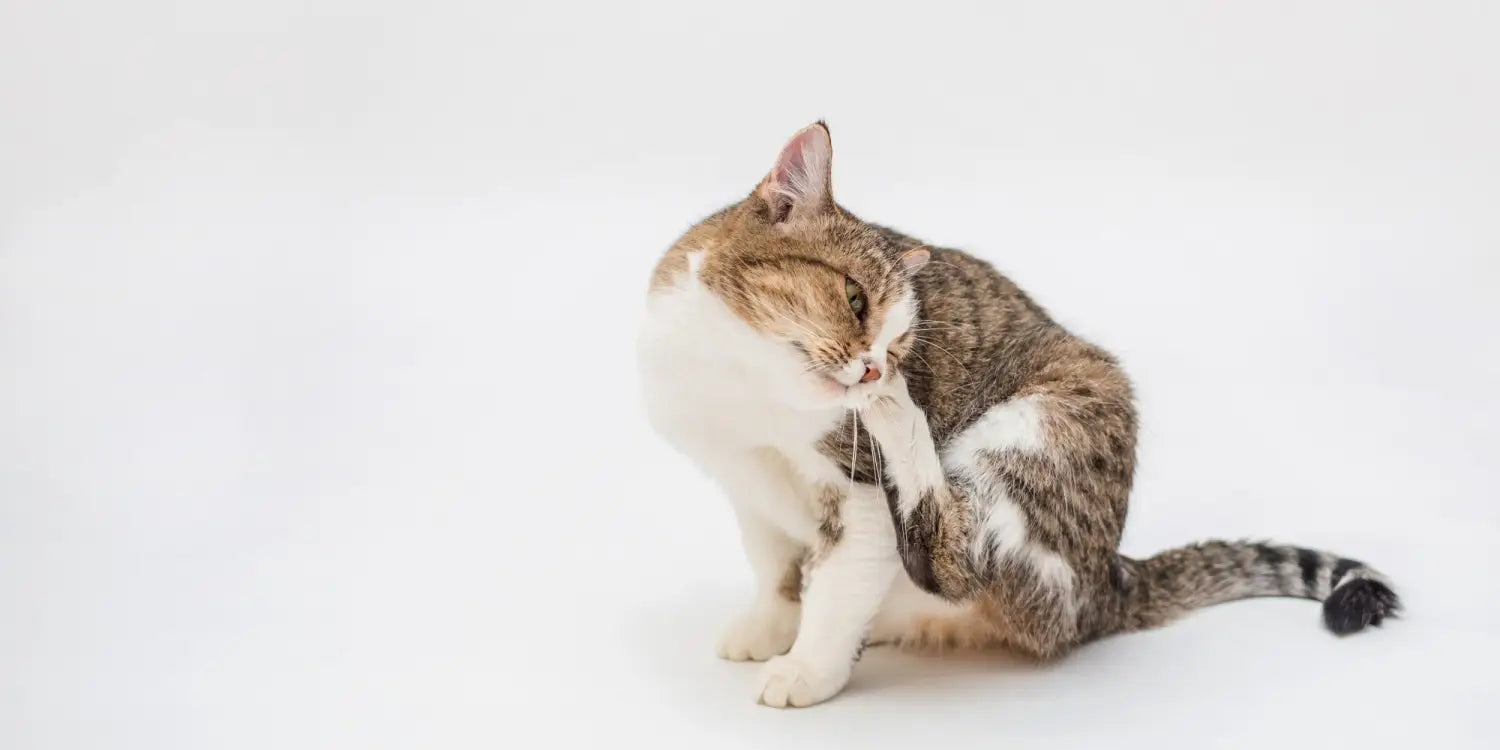 cat itching