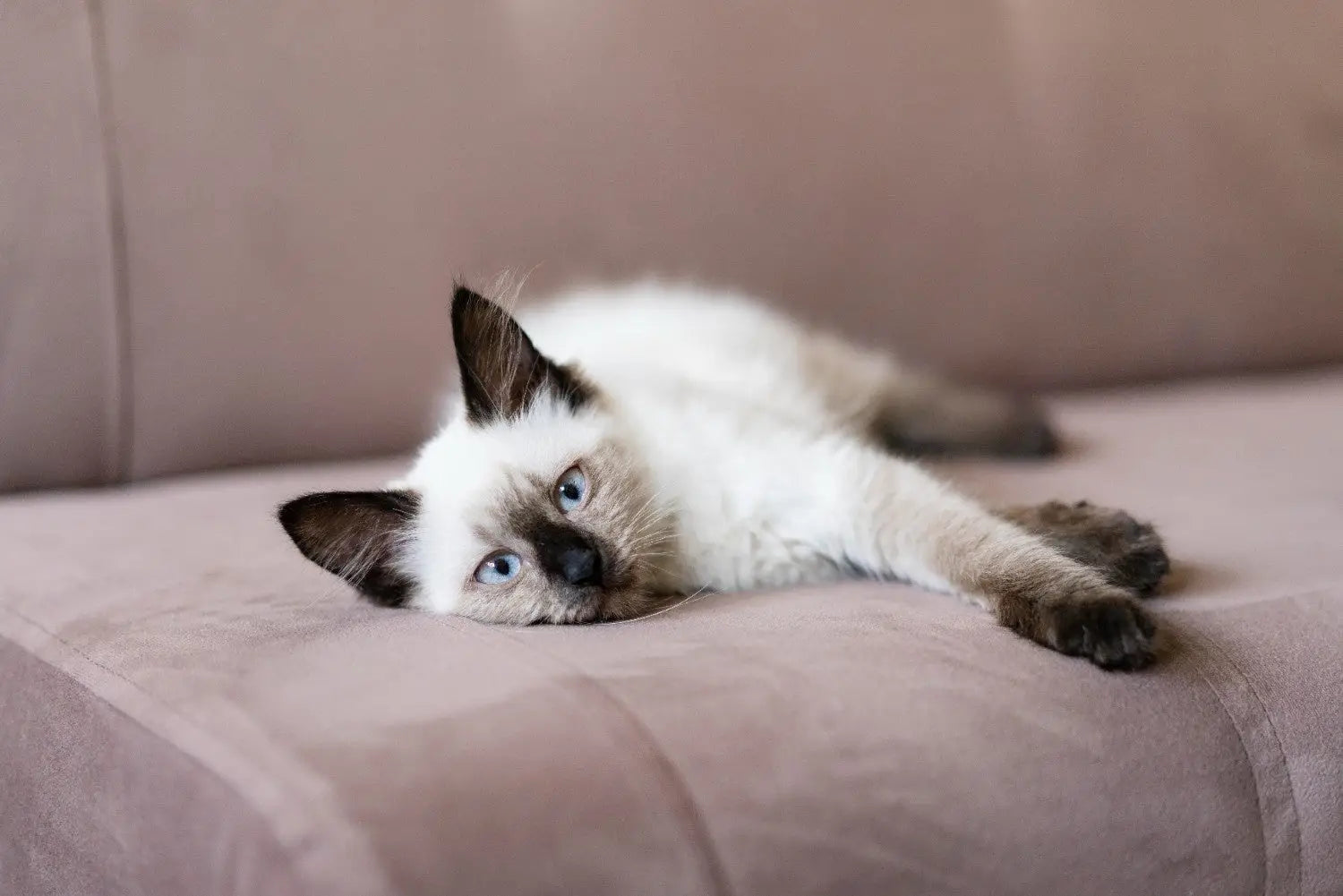 Cat Joint Health: A Complete Guide for Caring Cat Parents