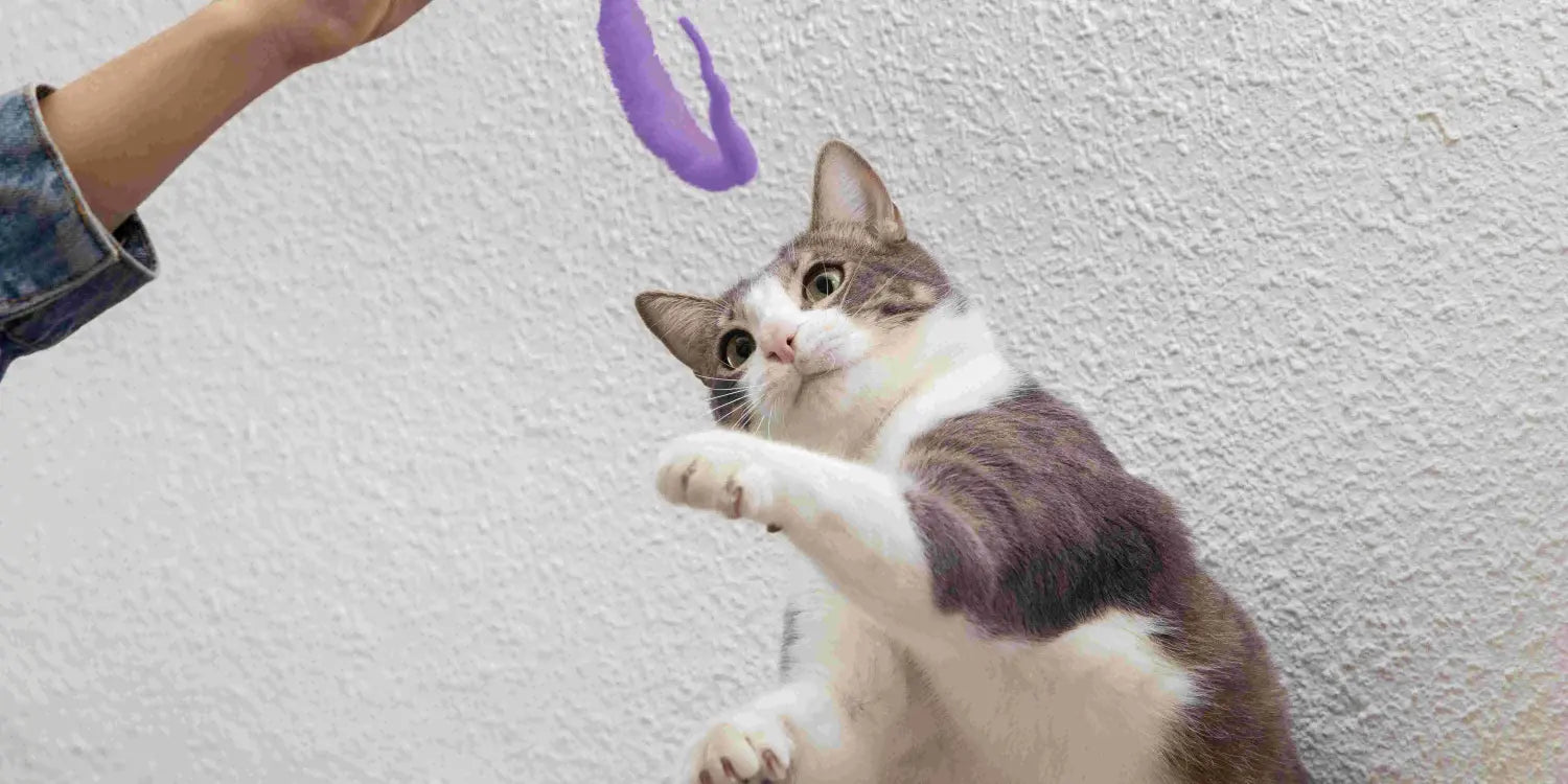 The Only Cat Care Guide for First-Time Cat Parents