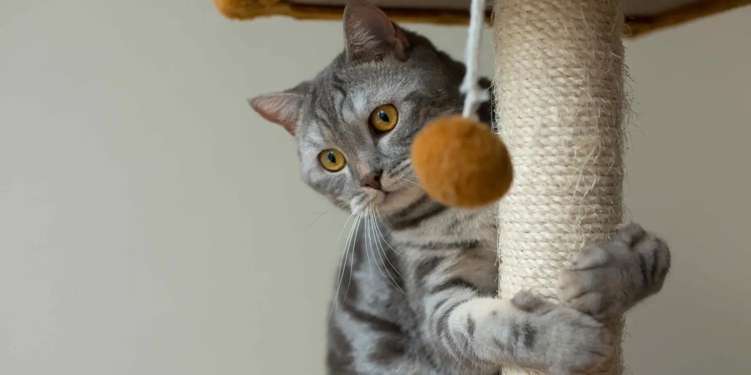 The Only Cat Care Guide for First-Time Cat Parents