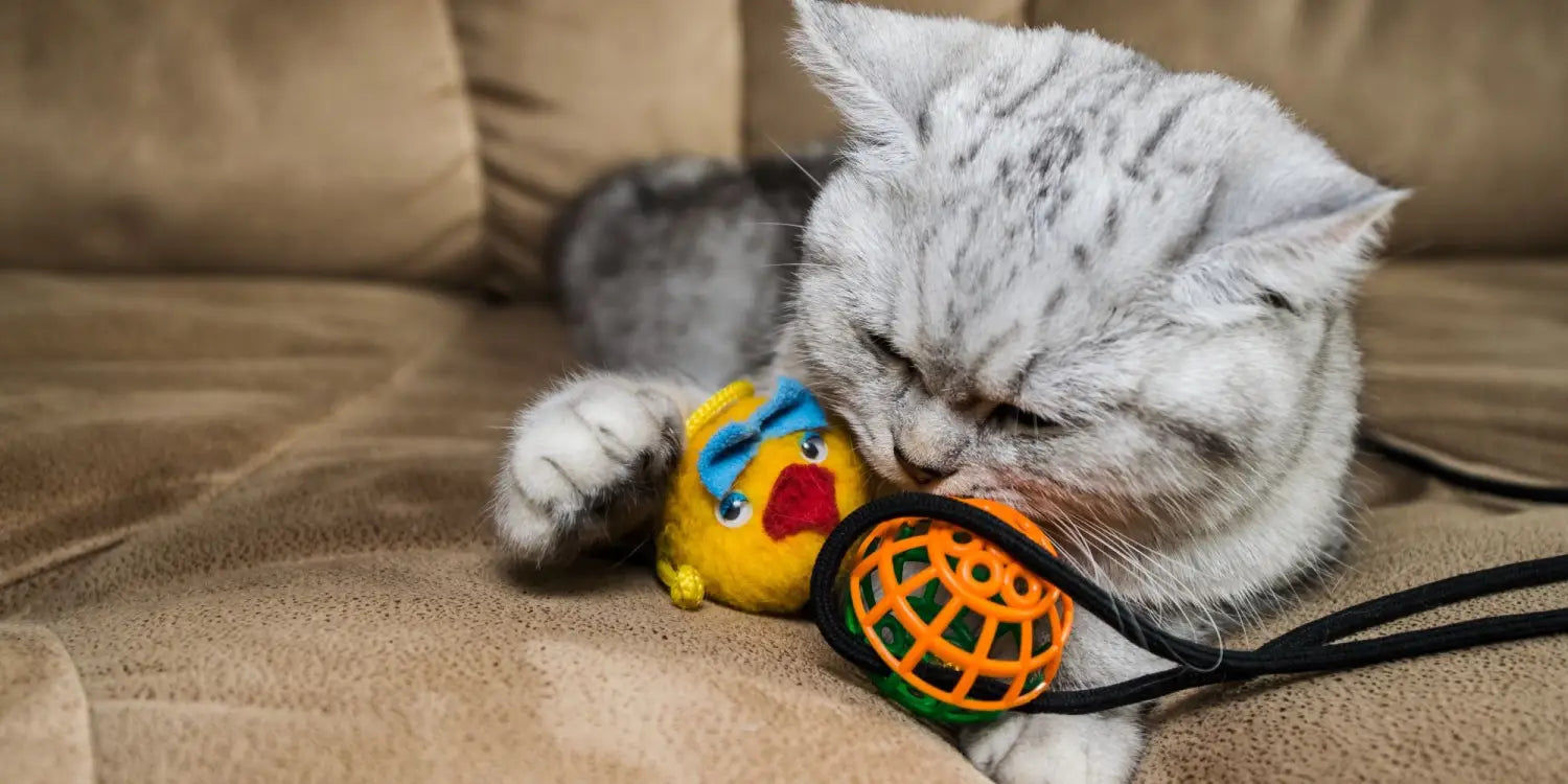 Cat playing with ball