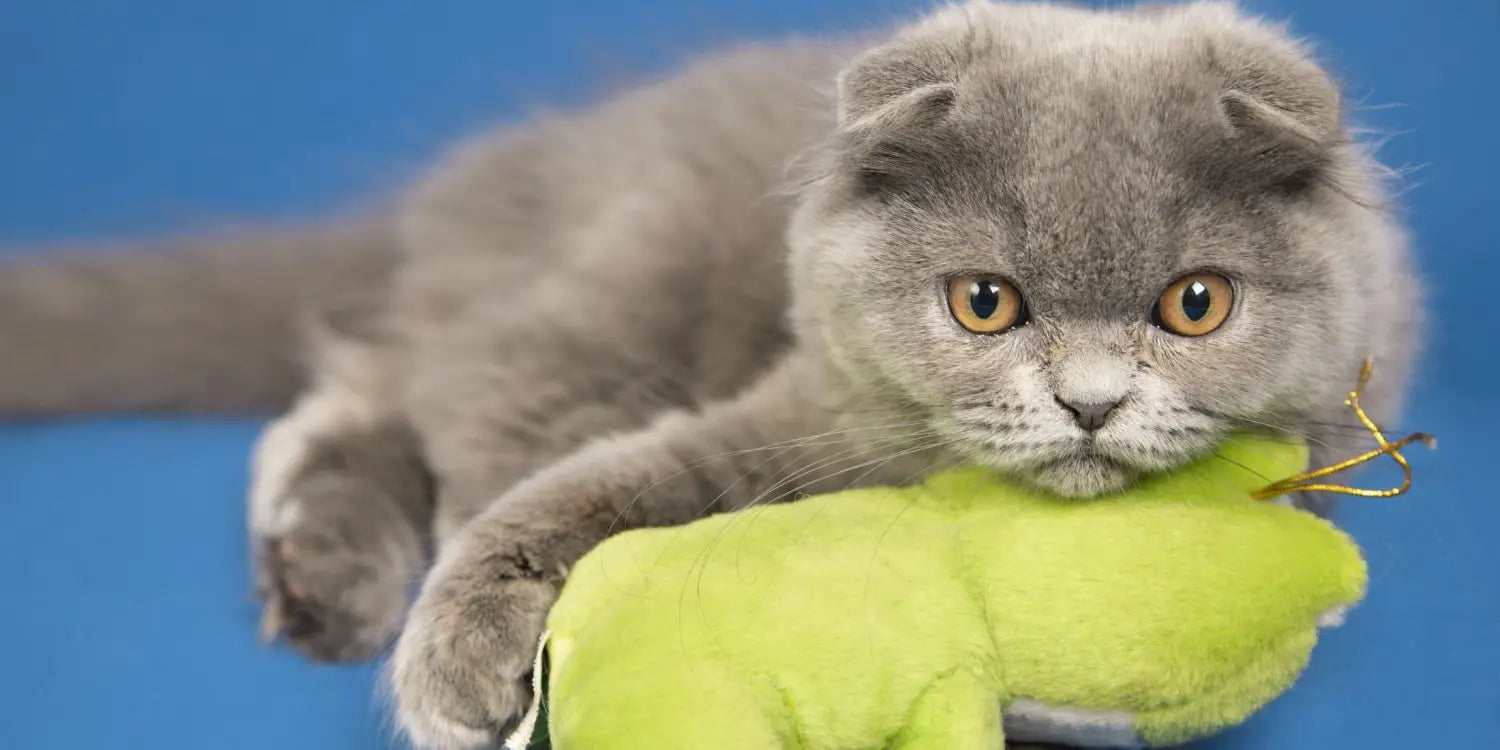 Cat with a plush toy