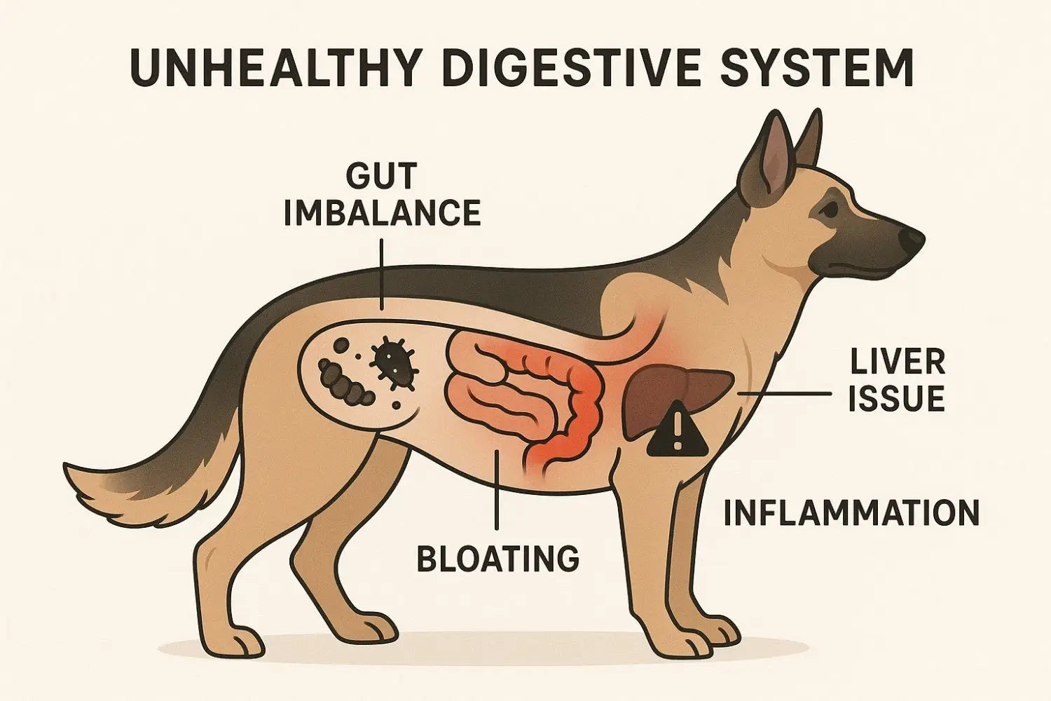 Gut Health for Dogs & Cats: What Every Pet Parent Should Know