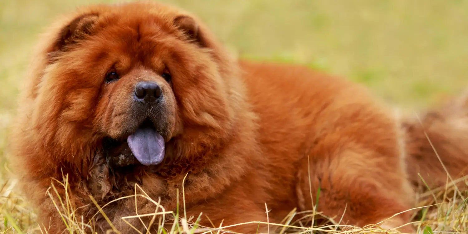 8 Heat-Sensitive Dog Breeds That Need Protection This Summer