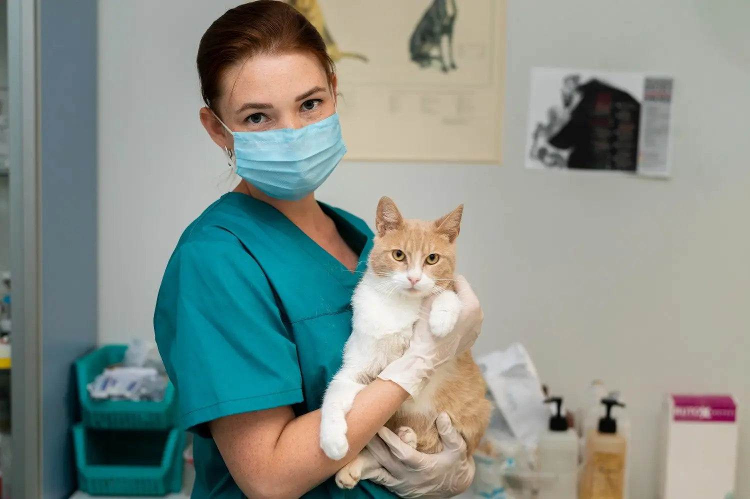 Cat Kidney Health: Early Signs Causes Treatment and Prevention Guide