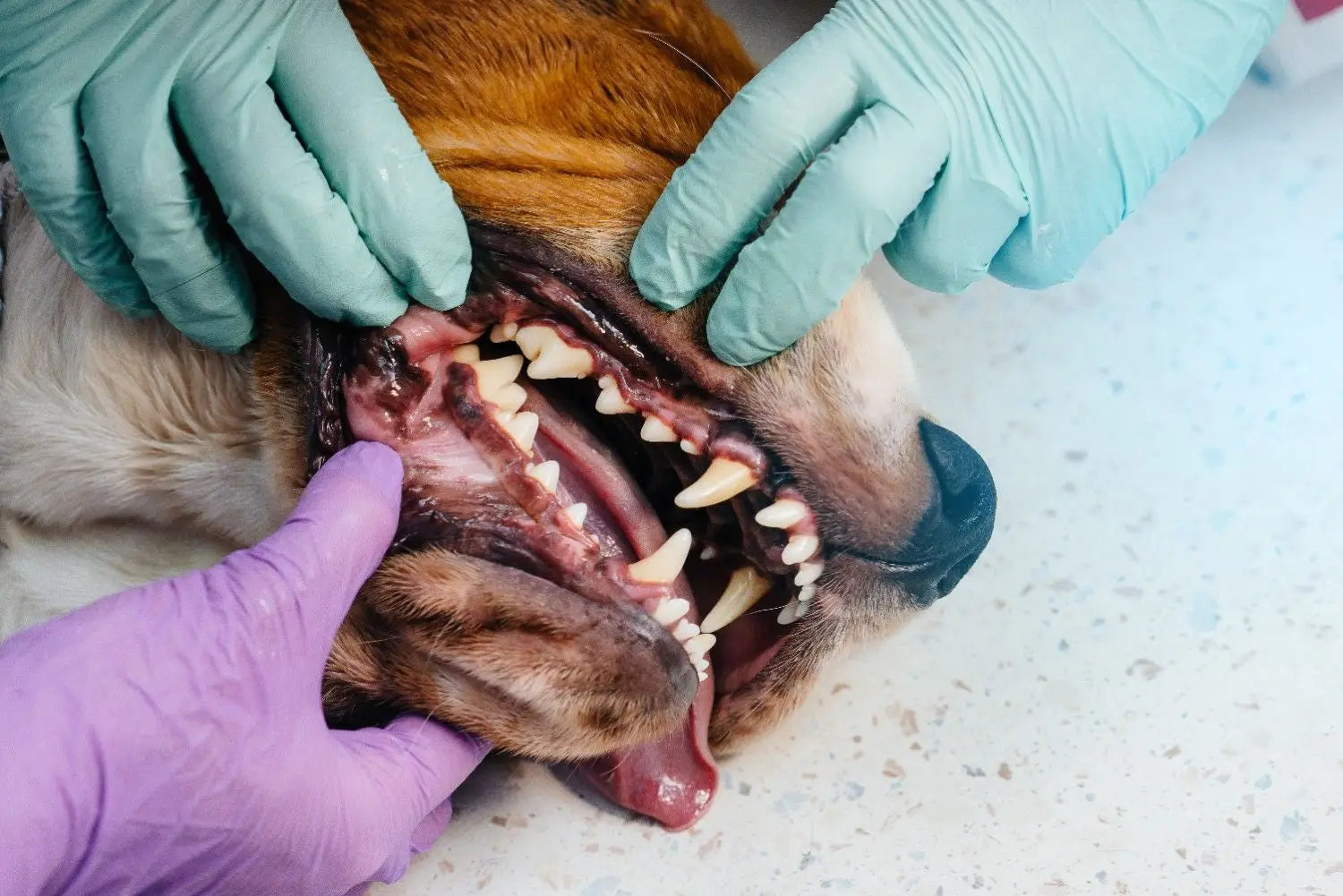 5 Best Dental Care Products: Every Pet Parent Should Know