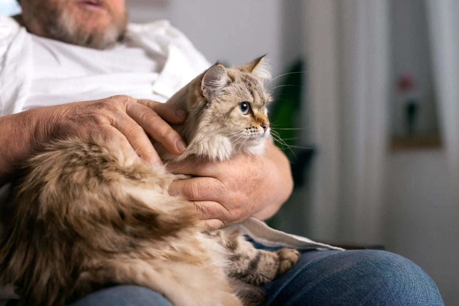 Cat Joint Health: A Complete Guide for Caring Cat Parents