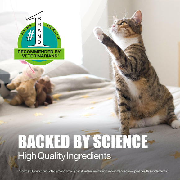 Healthy, active cat playing, representing improved joint comfort and mobility with Dasuquin supplement.