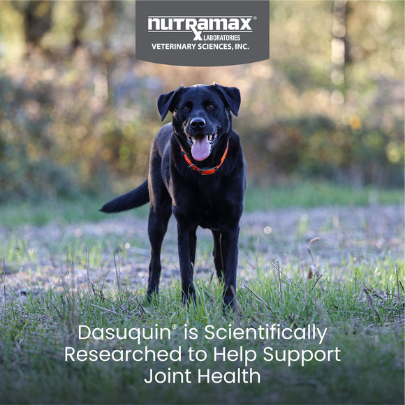 Nutramax Dasuquin Joint Health Supplement for Large Dogs - With Glucosamine, Chondroitin, ASU, Boswellia Serrata Extract, and Green Tea Extract, Chewable Tablets