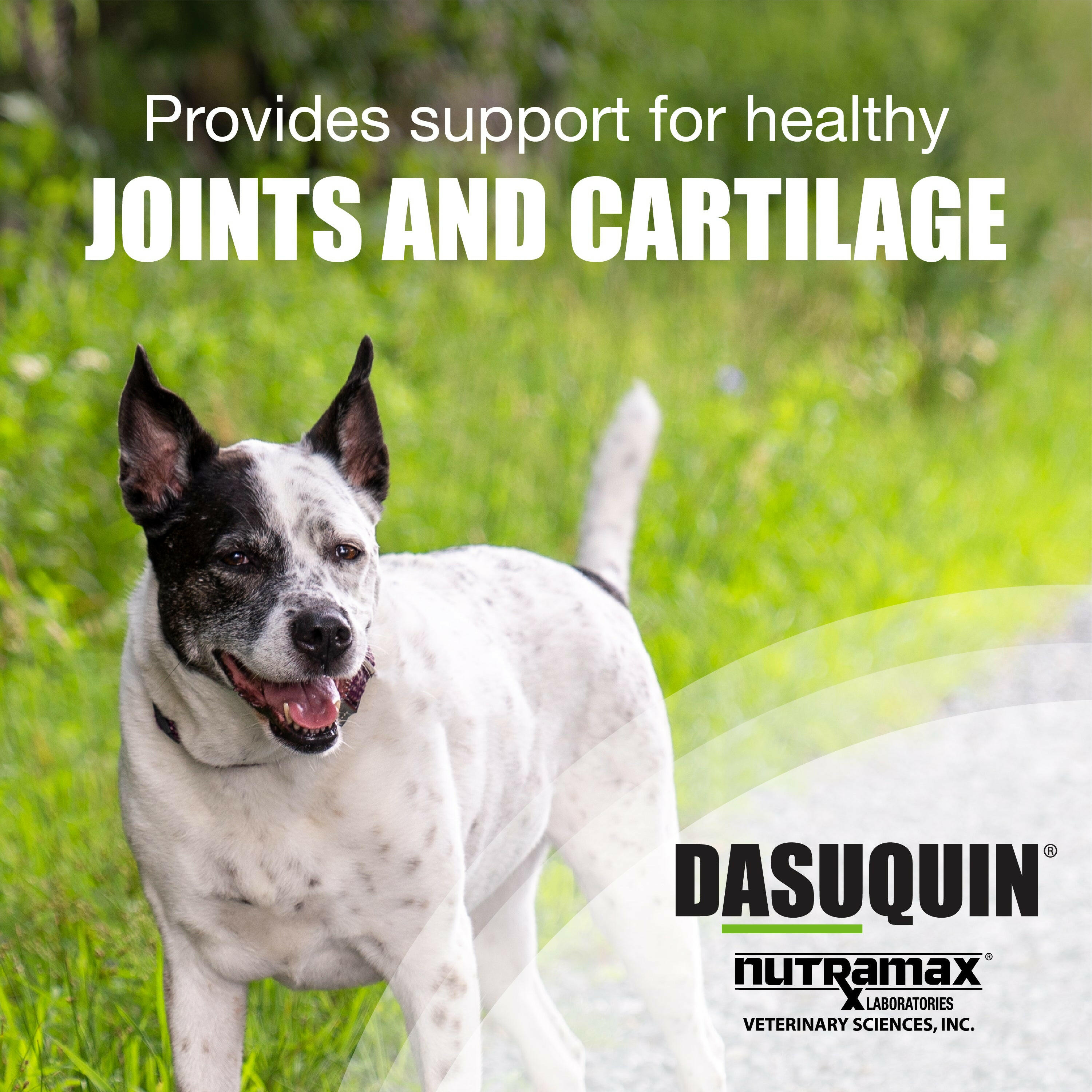 Nutramax Dasuquin Joint Health Supplement for Large Dogs - With Glucosamine, Chondroitin, ASU, Boswellia Serrata Extract, and Green Tea Extract, Chewable Tablets