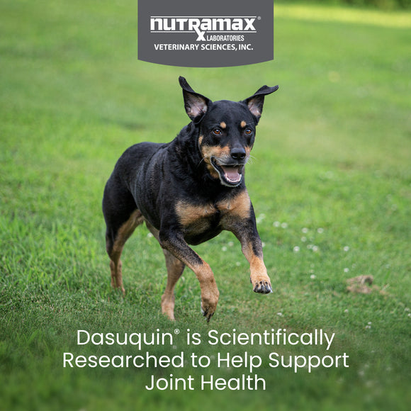 Nutramax Dasuquin Joint Health Supplement for Small to Medium Dogs - With Glucosamine, Chondroitin, ASU, Boswellia Serrata Extract, Green Tea Extract, Soft Chews