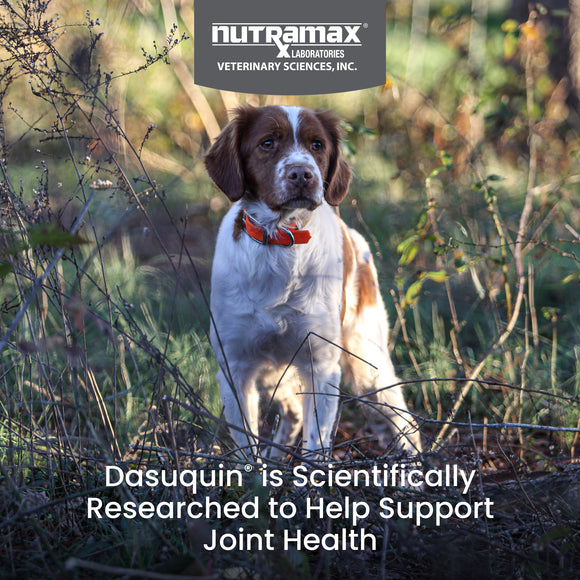 Nutramax Dasuquin Joint Health Supplement for Small to Medium Dogs - With Glucosamine, Chondroitin, ASU, MSM, Boswellia Serrata Extract, Green Tea Extract, Chewable Tablets
