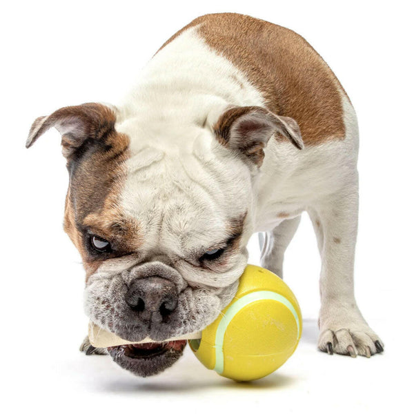 GURU Tennis Treat Holder Ball with Dog Eating