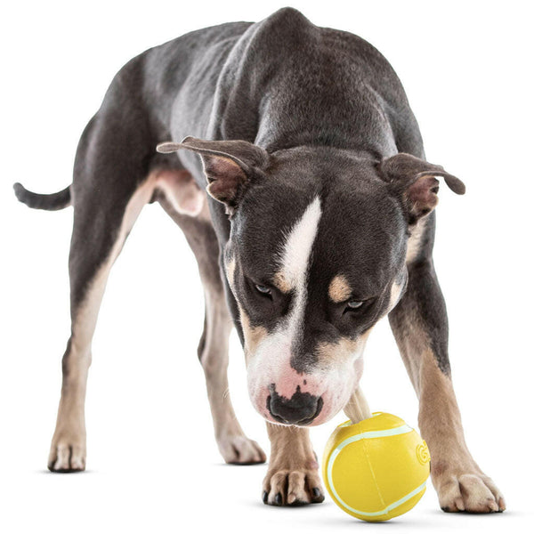 GURU Tennis Treat Holder Ball with Dog Eating