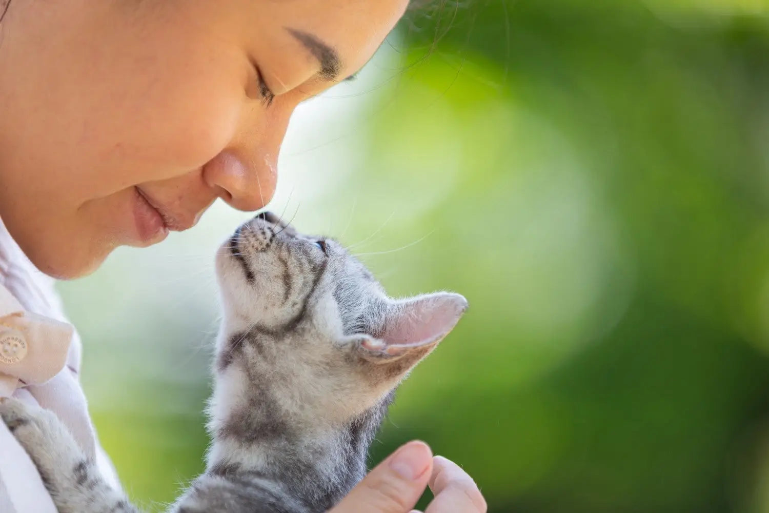 Cat Kidney Health: Early Signs Causes Treatment and Prevention Guide