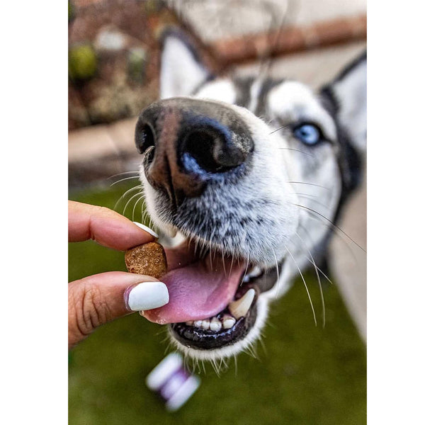 Natural Rapport The Only Digestive Support Soft Chews Dogs Need Digestive Supplement