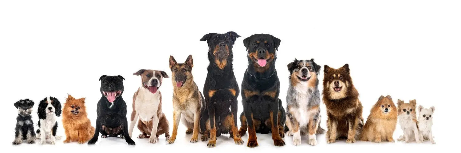 Top 6 Dog Vitamins and Supplements: Protecting Your Pet’s Health Naturally