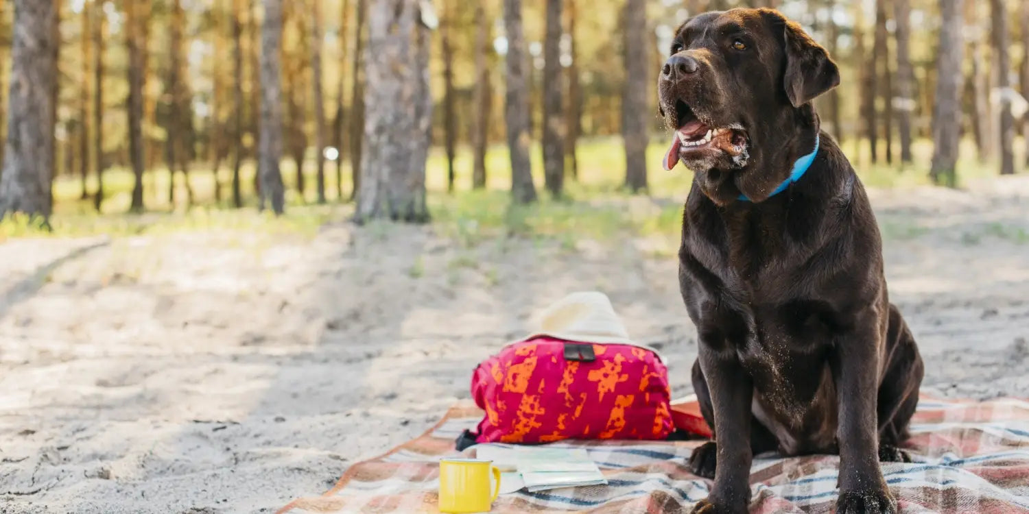 Dog Days of Summer: Then &