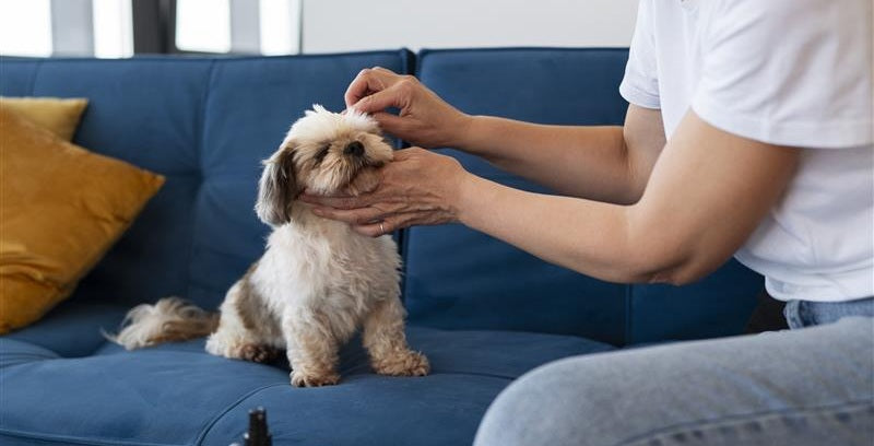Everything You Need to Know to Raise a Healthy Happy Dog