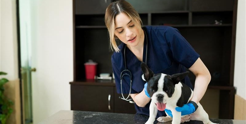Everything You Need to Know to Raise a Healthy Happy Dog