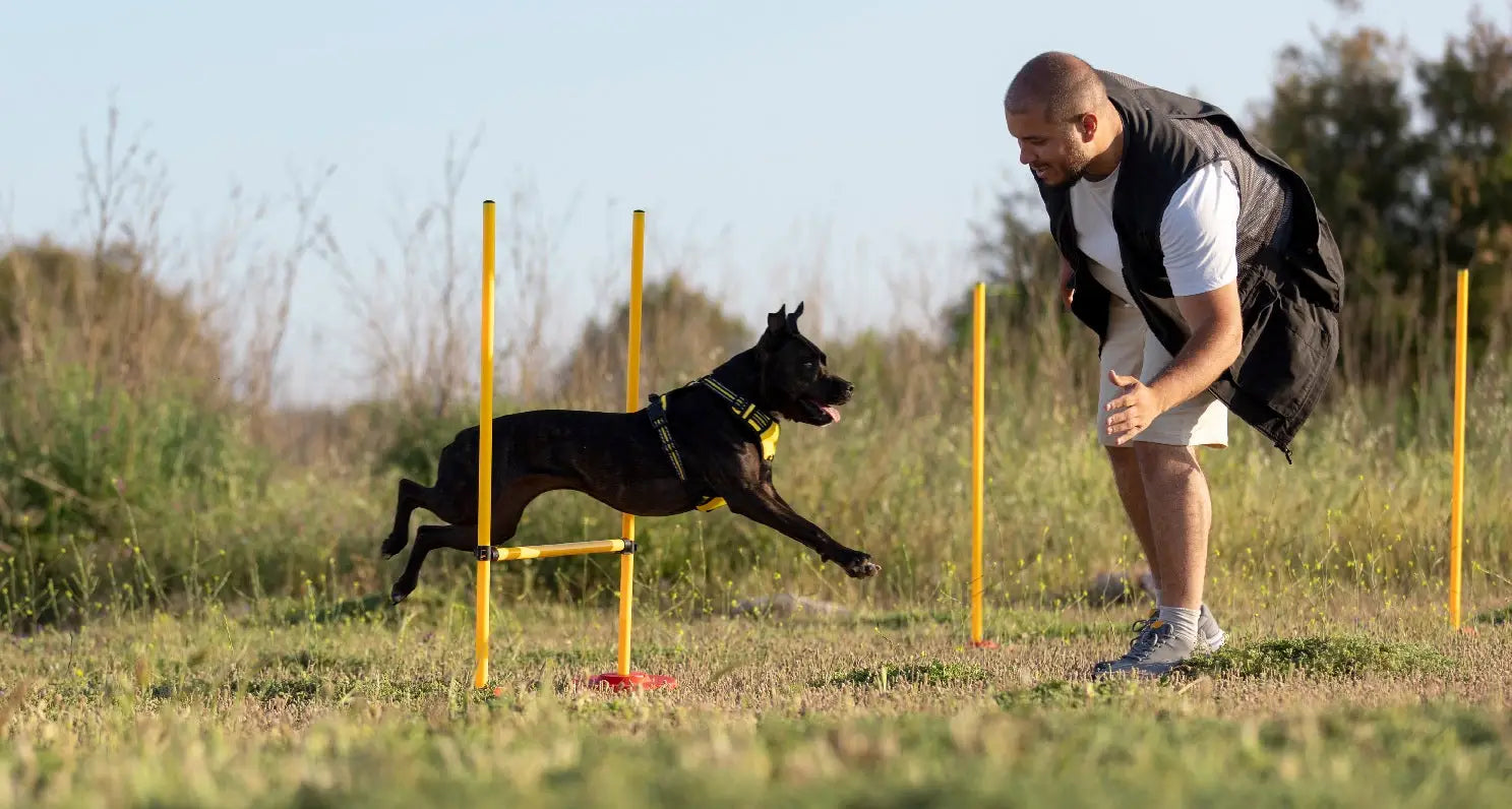Everything You Need to Know to Raise a Healthy Happy Dog