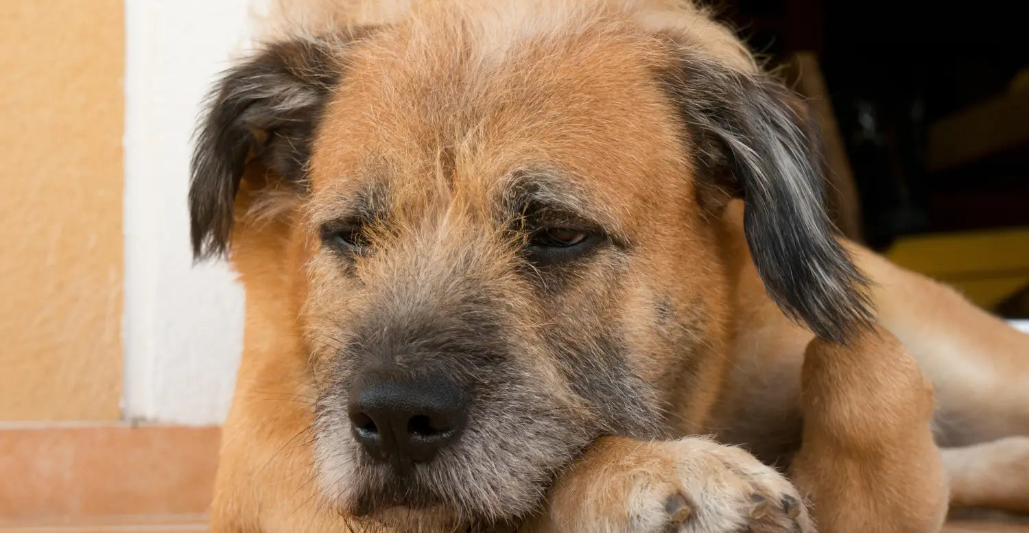 Everything You Need to Know to Raise a Healthy Happy Dog