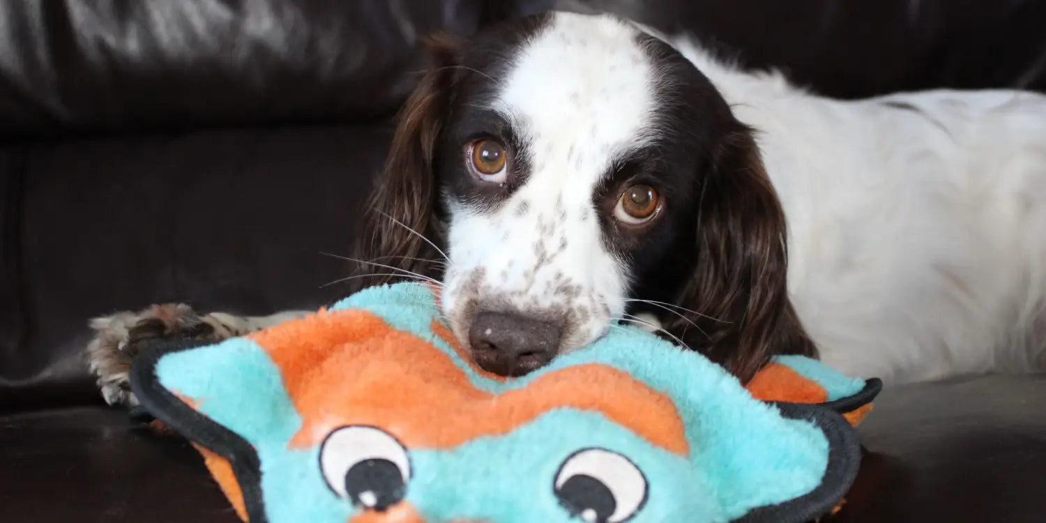 dog with a plush toy