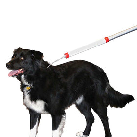Dog wearing a white cane with red accents on a white background