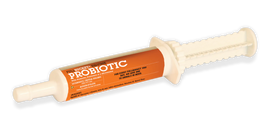 Equine Probiotic Paste (single) - Horse Health & Wellness 1