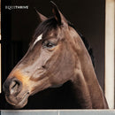 Equithrive Original Joint Powder Molasses Horse Supplements