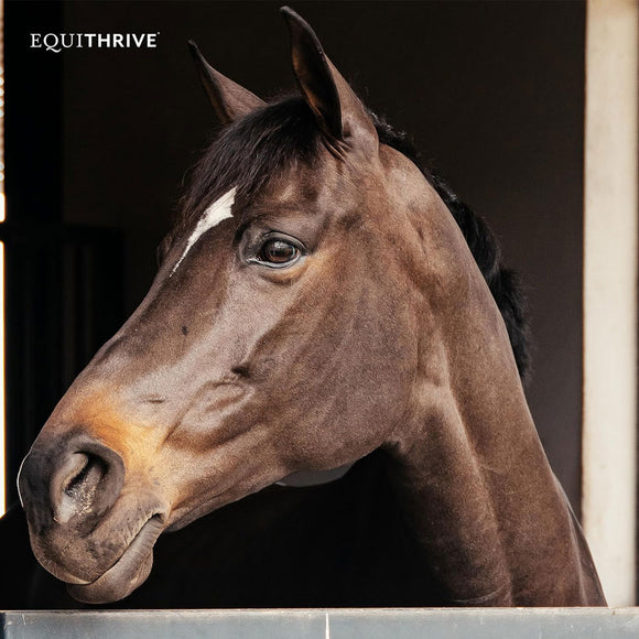 Equithrive Original Joint Powder Molasses Horse Supplements