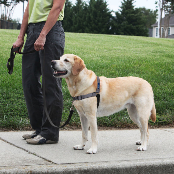 PetSafe Deluxe Easy Walk No Pull Dog Harness, Steel/Black