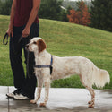 PetSafe Deluxe Easy Walk No Pull Dog Harness, Steel/Black