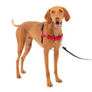 PetSafe Easy Walk Dog Harness Black/Red, Medium