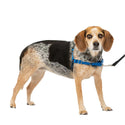 PetSafe Easy Walk Dog Harness Royal Blue/Navy, Small/Medium