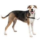 PetSafe Easy Walk Dog Harness Black/Silver, X-Large