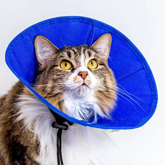 Cat wearing a blue cone collar on a white background