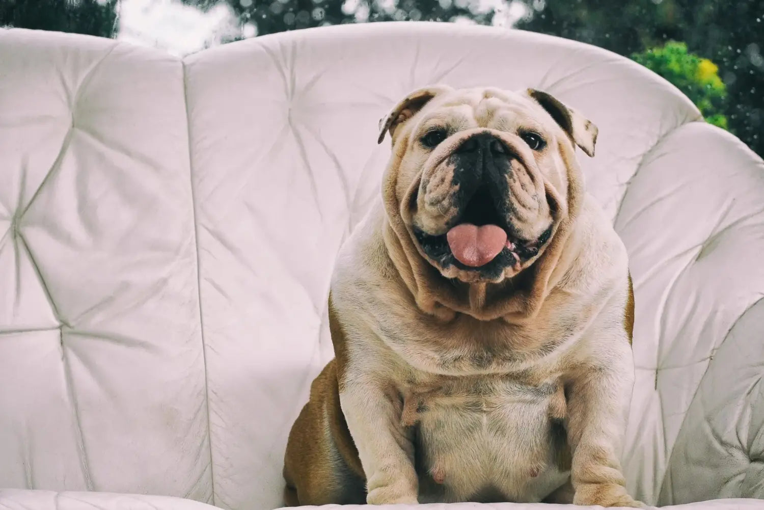8 Heat-Sensitive Dog Breeds That Need Protection This Summer