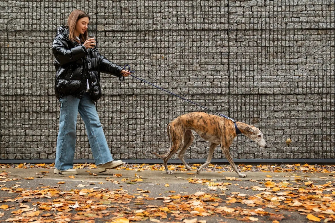 A Complete Guide to Kidney and Bladder Health in Dogs