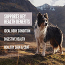 Dog standing on a mountain with text about health benefits