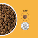 Dog food kibble shown next to a quarter on an orange background