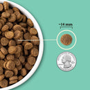 Dog food kibble shown next to a quarter to indicate size, on a teal background