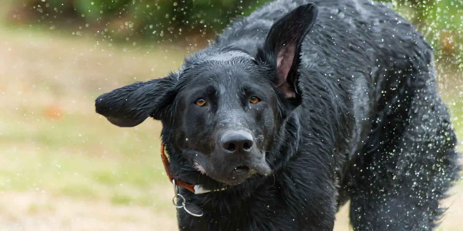labrador flapping off water