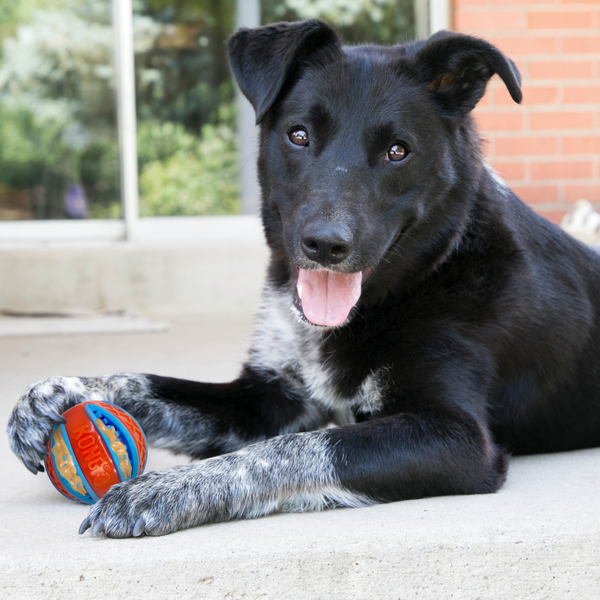 Kong ChiChewy Zippz Ball Toy For Dog (Large)