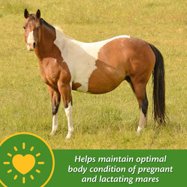 Farnam Mare Plus Gestation & Lactation Supplement
